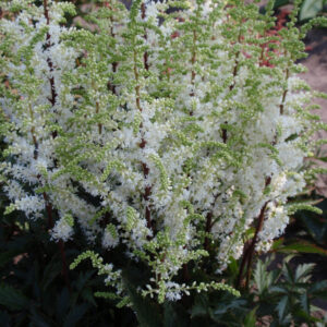 Astilbe Short 'n' Sweet Whiteberry
