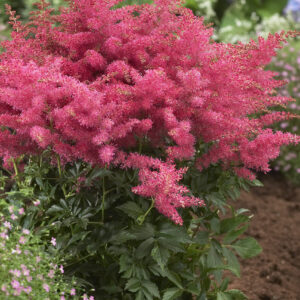 Astilbe Younique™ Cerise