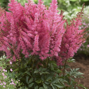 Astilbe Younique Pink