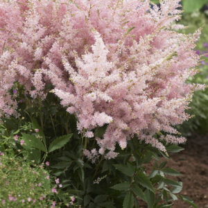 Astilbe Younique Silvery Pink