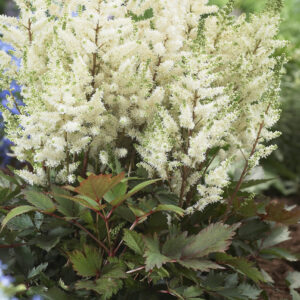 Astilbe Younique White
