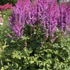 Astilbe chinensis Black Pearls