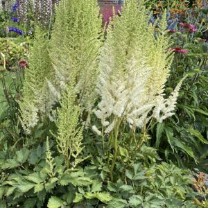 Astilbe chinensis Ivory Pearls