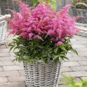 Astilbe Short 'n' Sweet Raspberry