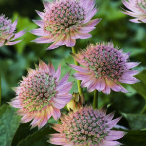 Astrantia major Florence