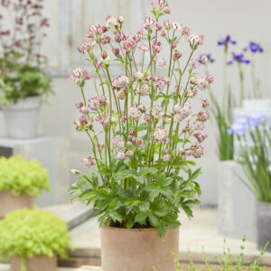 Astrantia major Sparkling Stars™ Pink