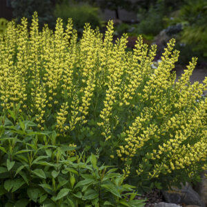Baptisia American Goldfinch