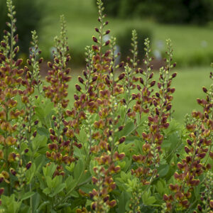 Baptisia Decadence® Cherries Jubilee