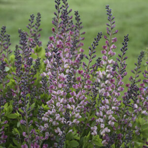 Baptisia Decadence® Deluxe Pink Truffles