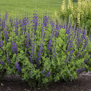 Baptisia Decadence® Sparkling Sapphire
