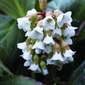 Bergenia Bressingham White