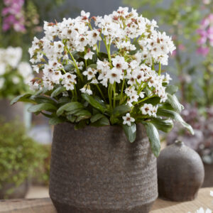 Bergenia Fire & Ice