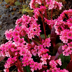 Bergenia Pink Dragonfly™