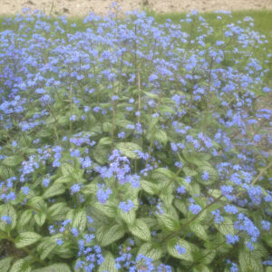 Brunnera macrophylla Silver Heart