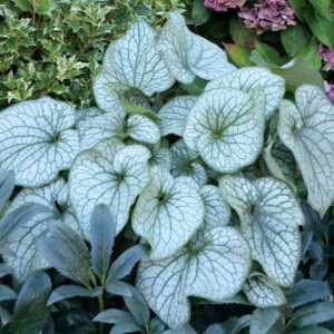 Brunnera macrophylla Alexander's Great
