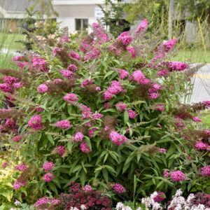 Buddleja davidii Monarch™ Cherry Royale