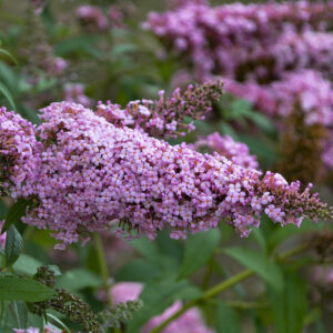 Buddleja davidii Monarch™ Princess Pink
