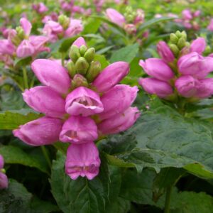 Chelone obliqua Lipstick