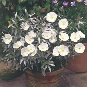 Convolvulus cneorum Xera