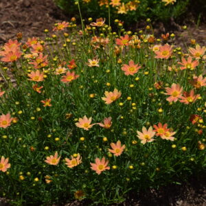 Coreopsis verticillata 'Creme Caramel'