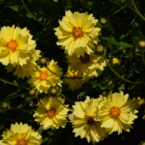 Coreopsis Solar Dance