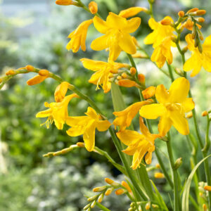 Crocosmia Buttercup
