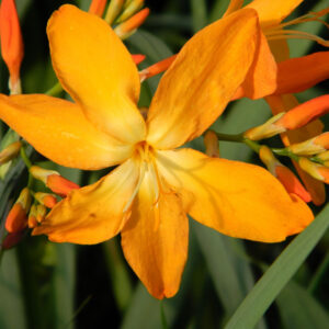 Crocosmia Disco Dancer