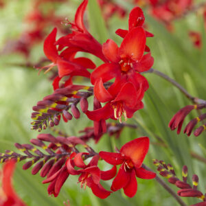 Crocosmia Firestars™ Diablo