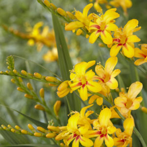 Crocosmia Firestars™ Hot Spot improved
