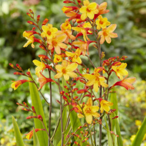 Crocosmia Harlequin