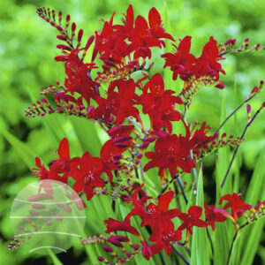Walter Blom Plants Crocosmia Lucifer