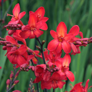 Crocosmia Walbertons Miss Scarlet