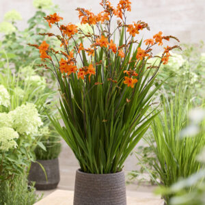 Crocosmia Okavango