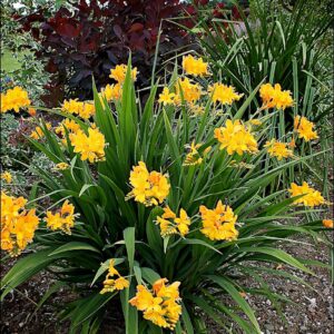 Crocosmia Paul's Best Yellow
