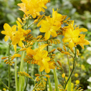 Crocosmia Walbertons Yellow