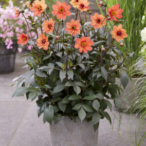 Dahlia 15 Love