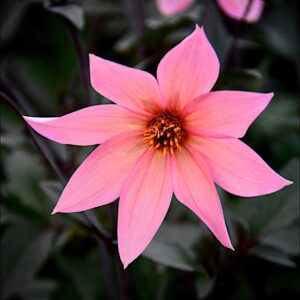 Dahlia Hawaiian Sunrise