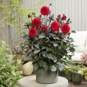 Dahlia Mountain of Fire