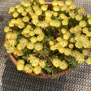 Delosperma Mountain Dew