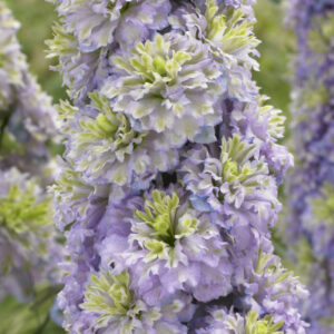 Delphinium elatum Highlander Crystal Delight