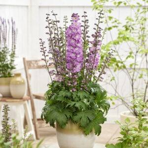 Delphinium Pixie Rocket® Rose Rocket