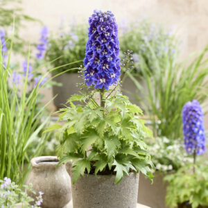 Delphinium Pixie Rocket® Sky Rocket
