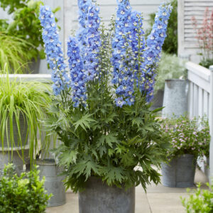 Delphinium elatum Paramo Celeste