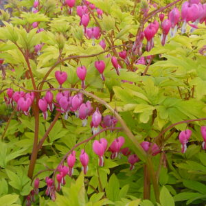 Dicentra Spectabilis Gold Leaf