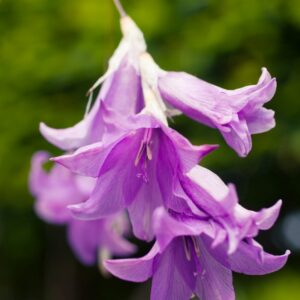 Dierama Blue Belle