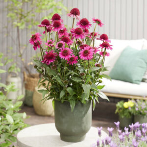 Echinacea compact double Delicious Candy