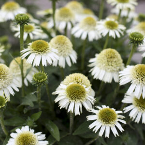 Echinacea compact double Delicious Nougat