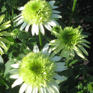 Echinacea mid double Honeydew
