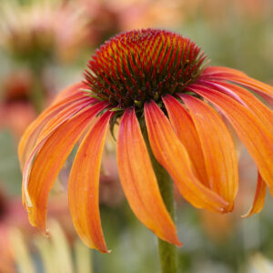 Echinacea Volume Single Laughing Meadow Mama