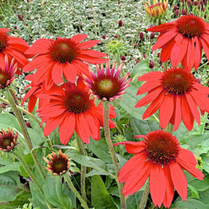 Echinacea compact Single Red Rocket